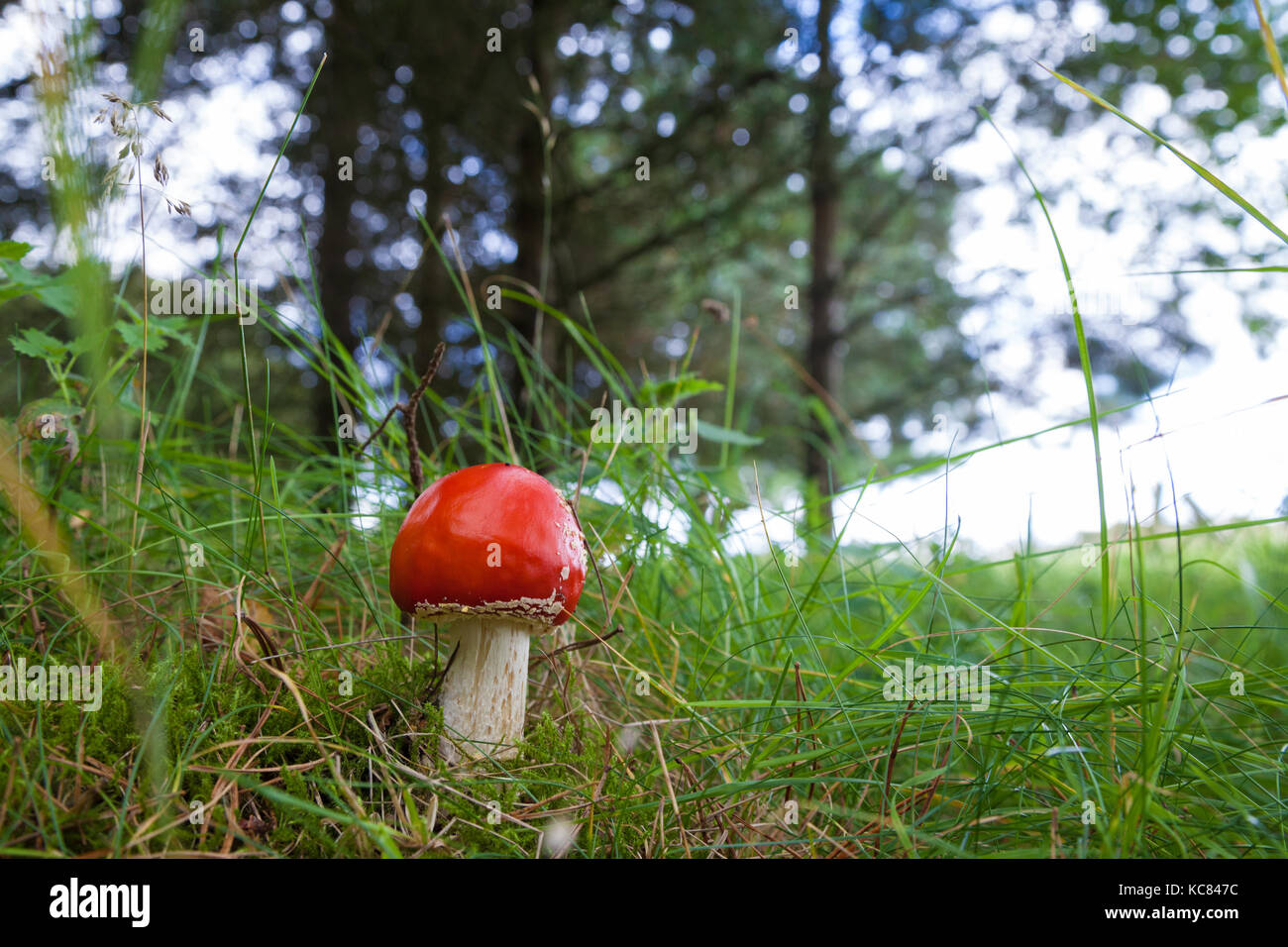 Mouche Agaric Mushroom croissant à Fife Ecosse Banque D'Images