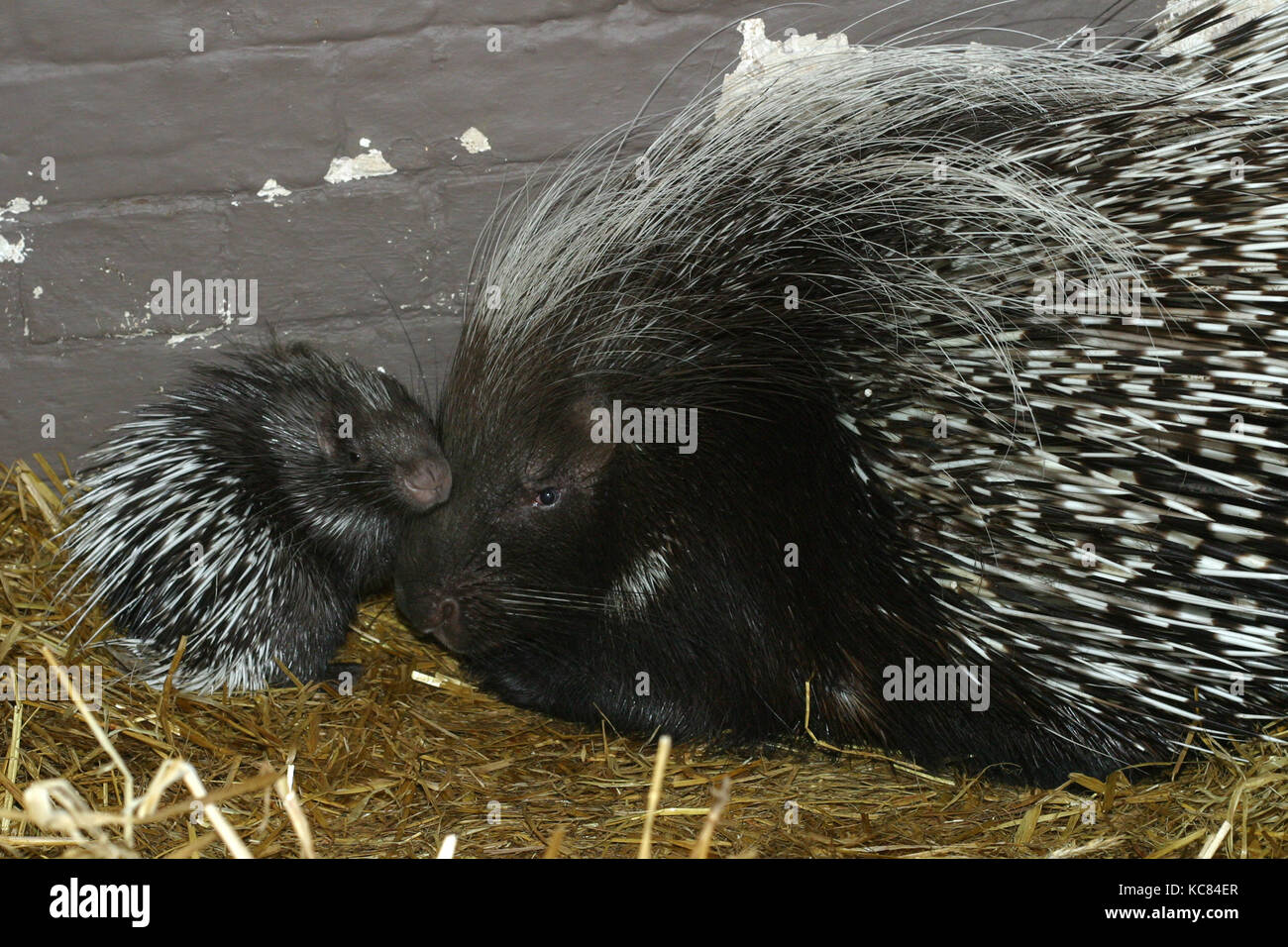 Bebe Avec La Mere De Ce Porc Epic Photo Stock Alamy