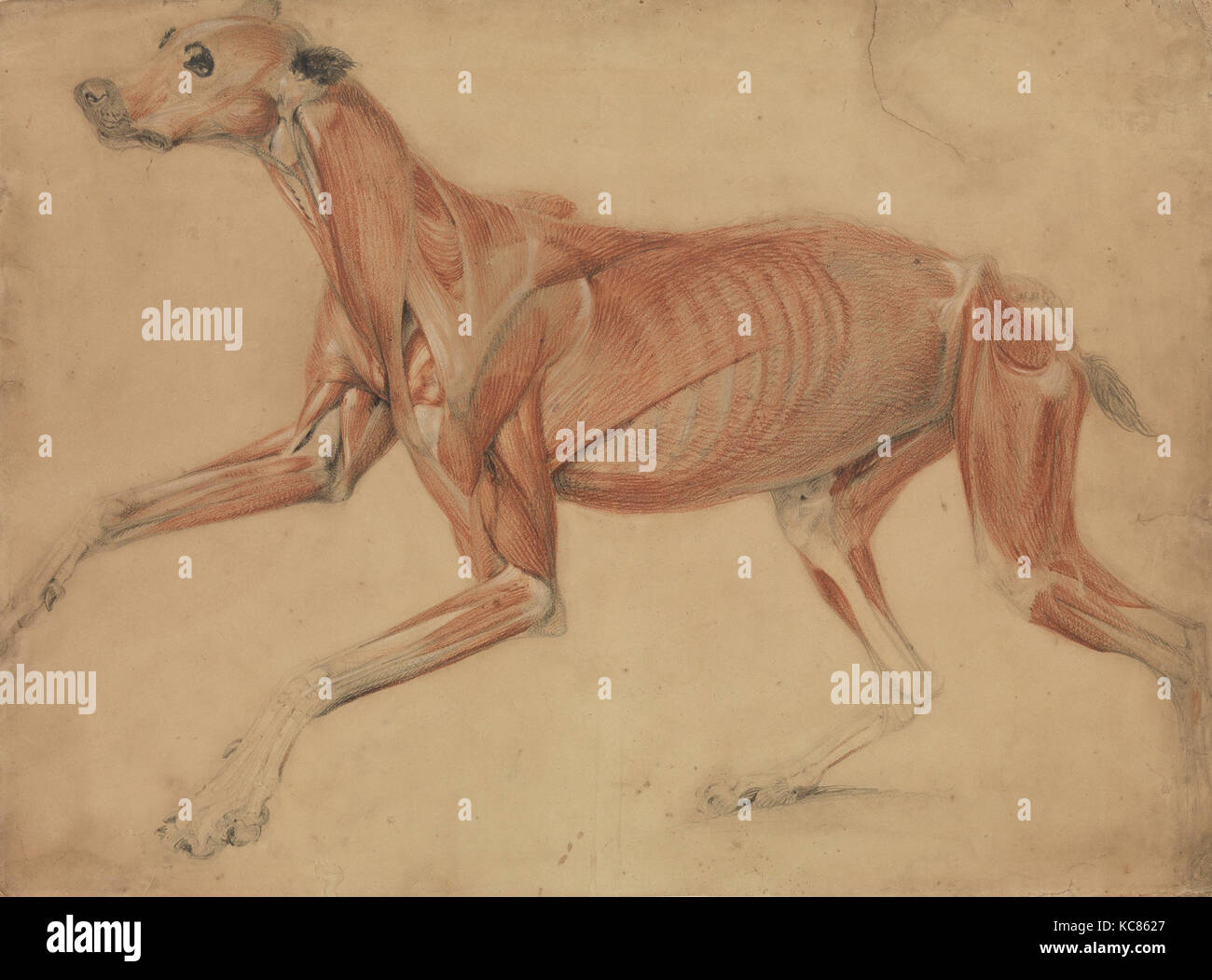 Une étude de l'écorché d'un chien, Charles, 1821 Landseer Banque D'Images