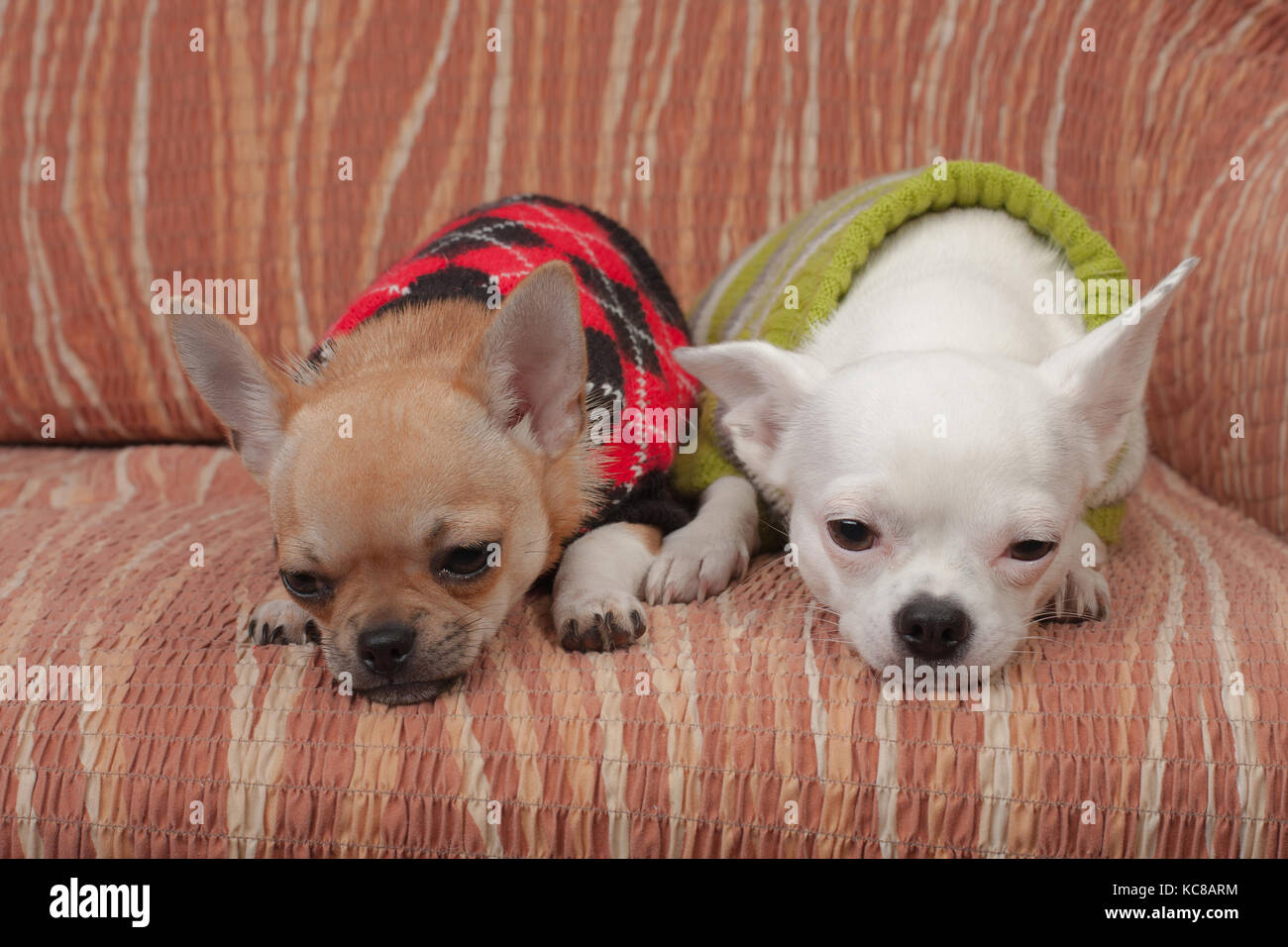 Deux chiens chihuahua habillé avec des chandails reposant sur canapé, âgé de 4 mois chiot cannelle et 3 ans femelle blanche. Banque D'Images