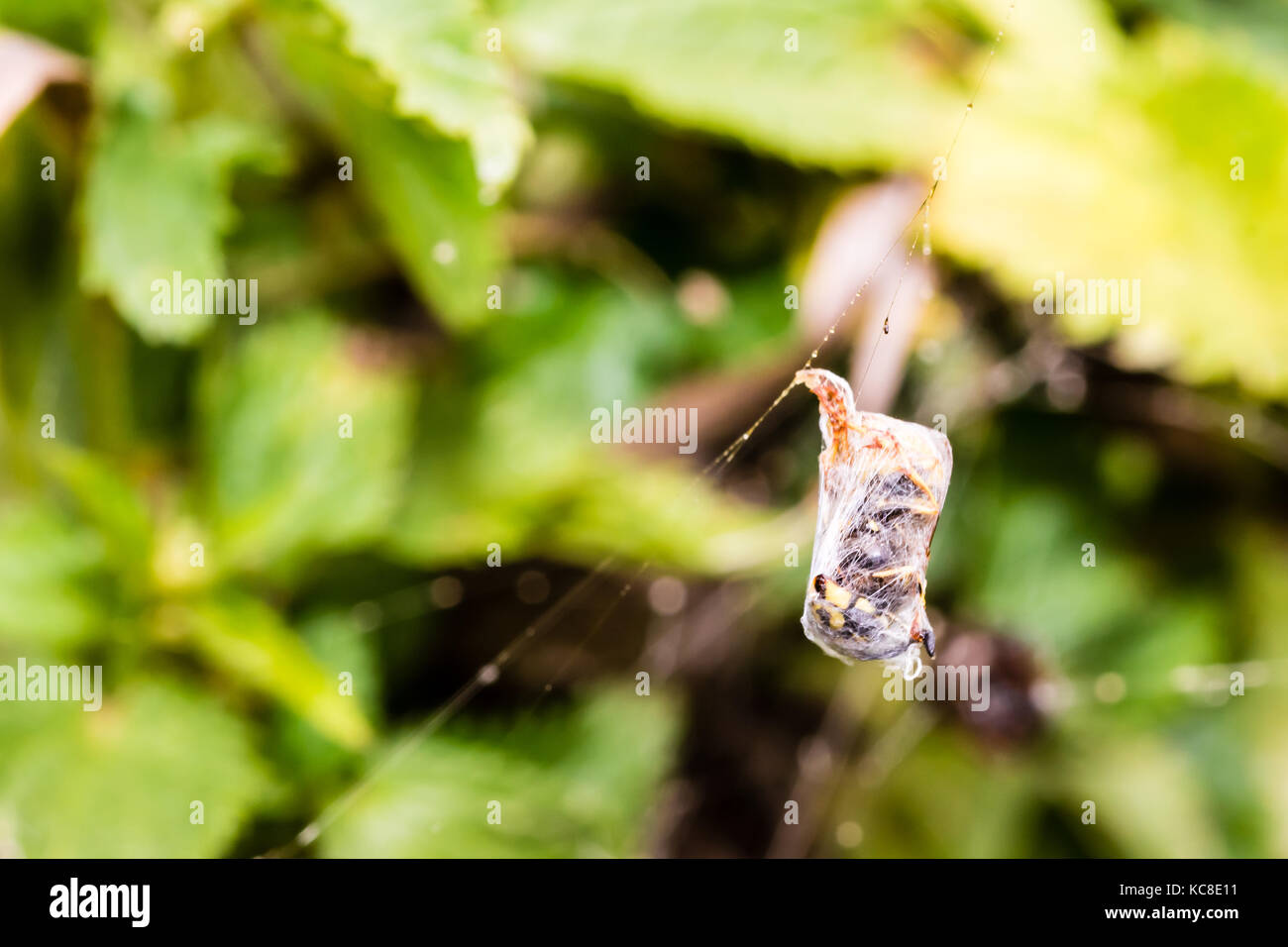 Guêpe morte enveloppée de cobweb dans spider's web prêt à manger. faible profondeur de champ, selective focus. L'éclairage naturel, l'herbe verte sur l'arrière-plan. Banque D'Images