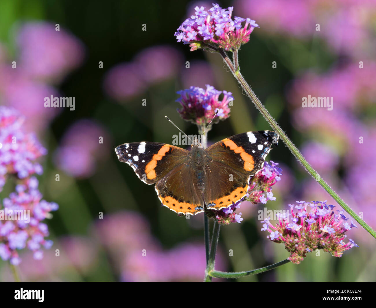 Les papillons se nourrissent de Verbena bonariensis Banque D'Images