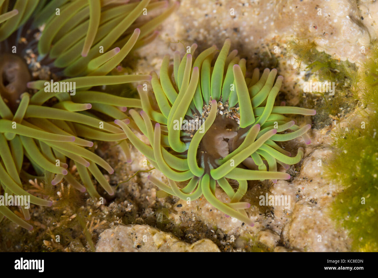 Snakelocks Anemonia sulcata, anémones, dans une petite piscine dans les rochers, Pembrokeshire, Pays de Galles Banque D'Images
