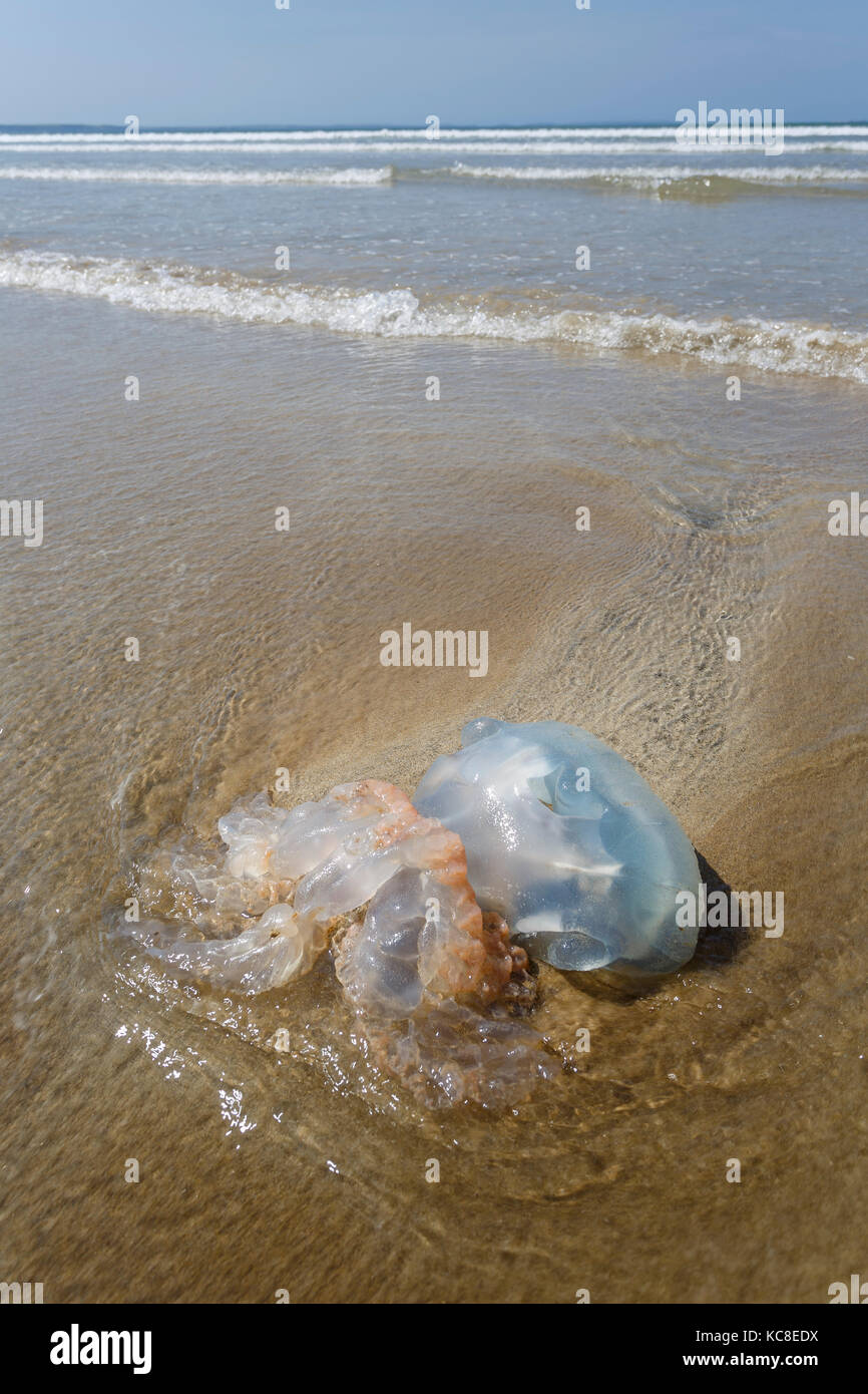 Baril échoués, méduses Rhizostoma pulmo, sur la plage de Newgale, Pembrokeshire, Pays de Galles. Banque D'Images