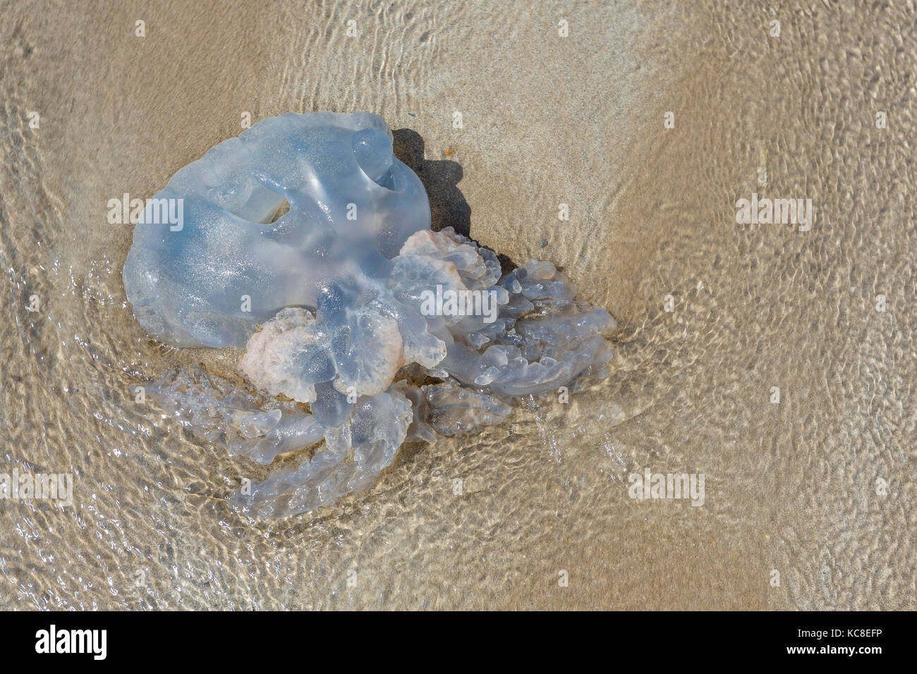 Baril échoués, méduses Rhizostoma pulmo, sur la plage, Pembrokehshire Newgale, au Pays de Galles. Banque D'Images