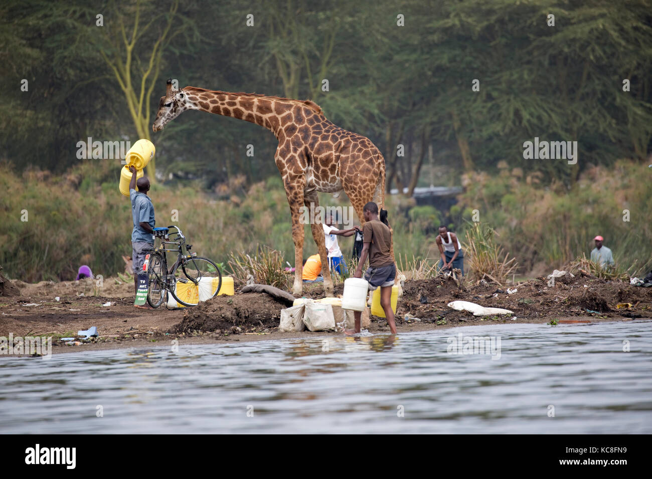 Eric l'apprivoiser girafe Giraffa camelopardalis entre pêcheurs sur la rive Lac Naivasha, Kenya Banque D'Images