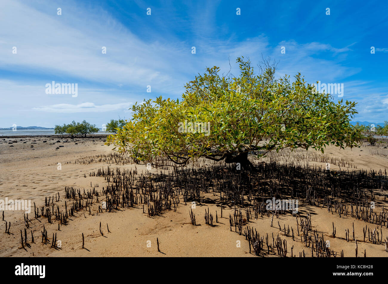 Arbre généalogique de la mangrove dans la zone de marée de Bowen. Banque D'Images