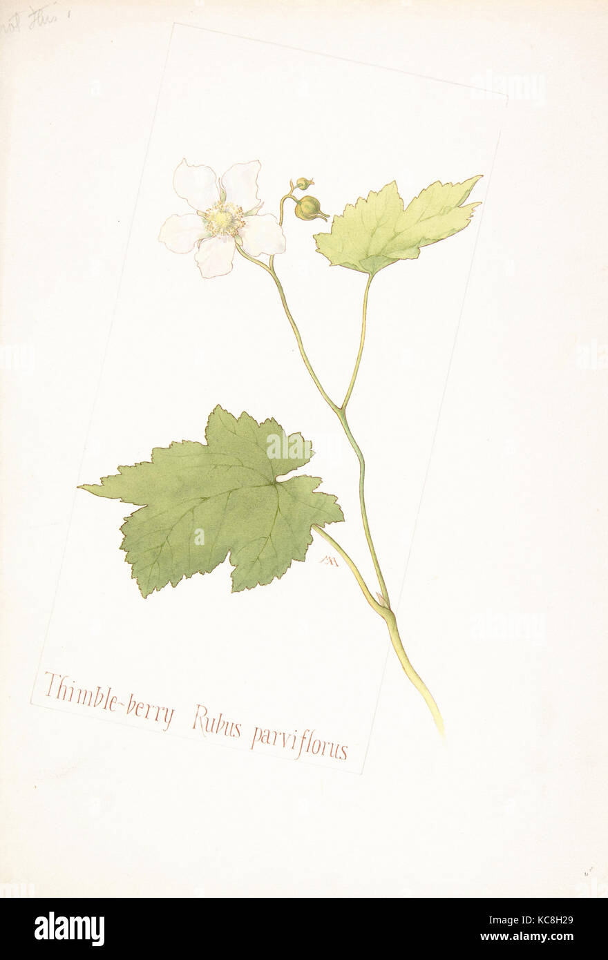 Dé-berry, Rubus parviflorus, Margaret Armstrong Neilson, 24 juin, 1912 Banque D'Images