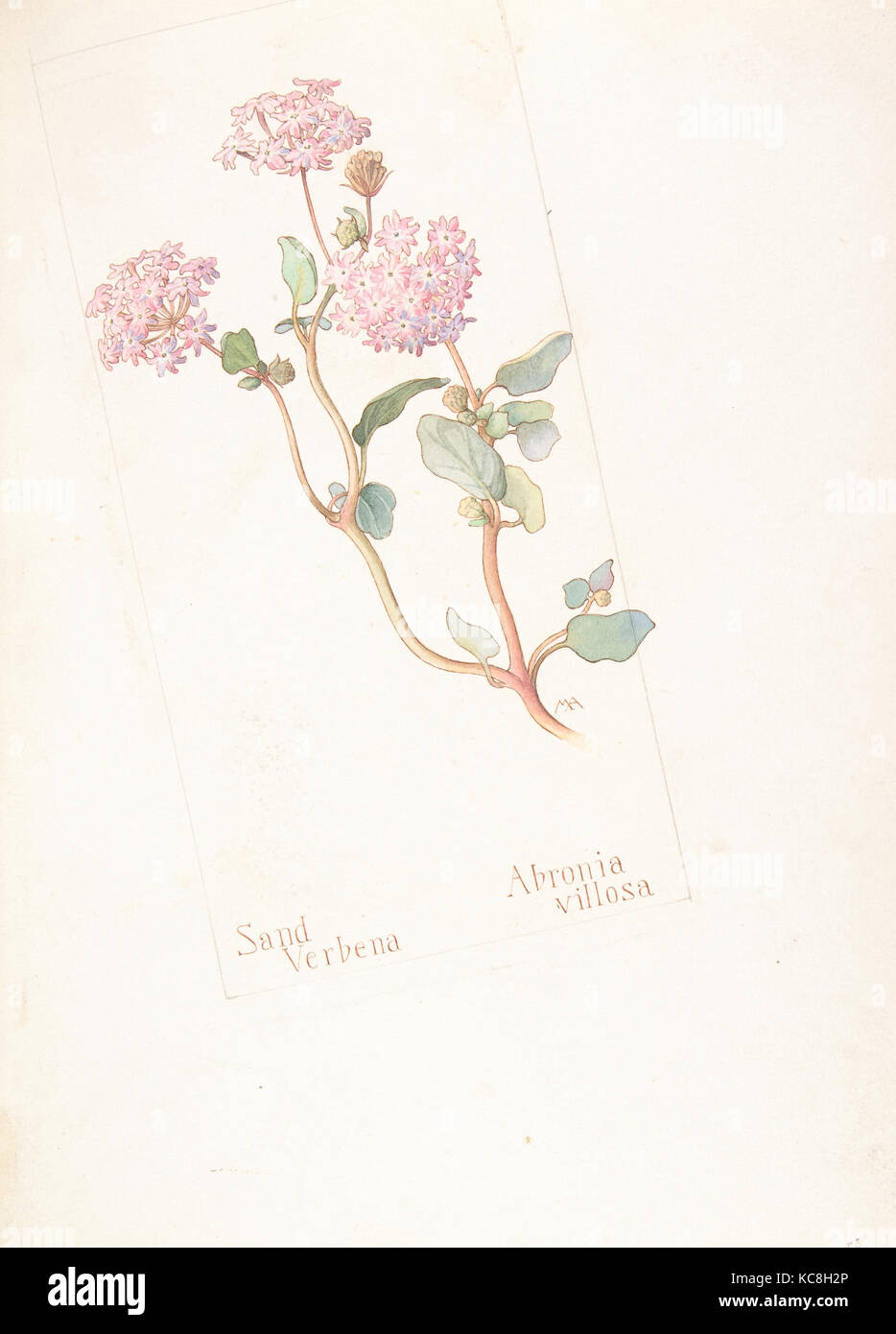 La Verveine, sable Abronia villosa, Margaret Armstrong Neilson, 24 mai 1912 Banque D'Images