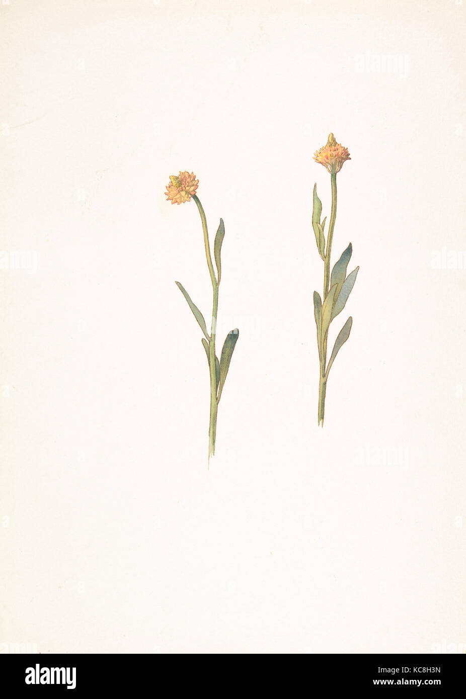 Fleurs jaunes à petite tête, Margaret Armstrong Neilson, 24 mars 1911 Banque D'Images