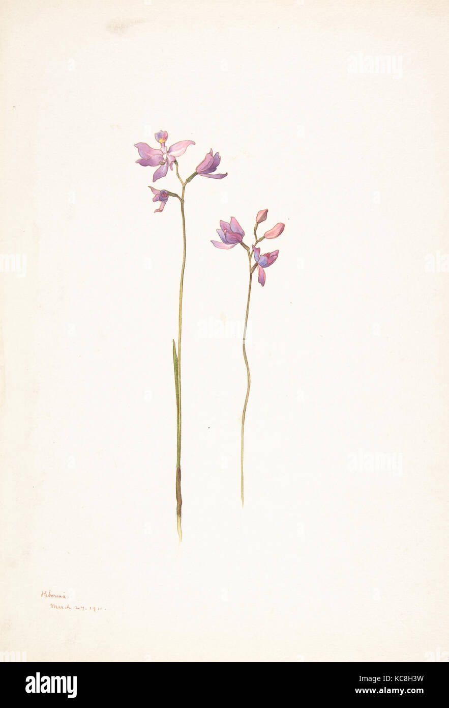 Orchidées pourpres ou lis, Margaret Armstrong Neilson, 24 mars 1911 Banque D'Images