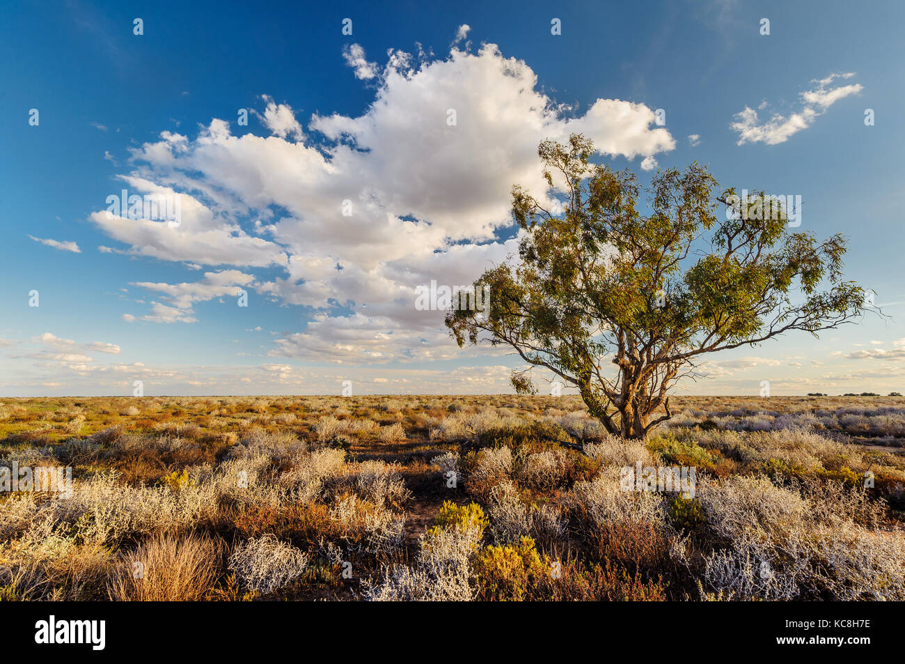 Lonely tree dans l'outback à distance des plaines Willandra. Banque D'Images