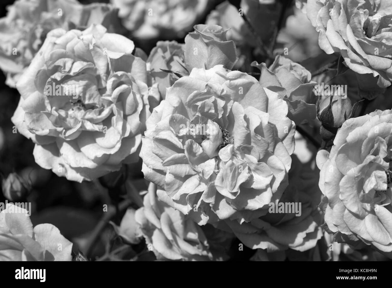 Roses de jardin. la photographie noir et blanc. Banque D'Images