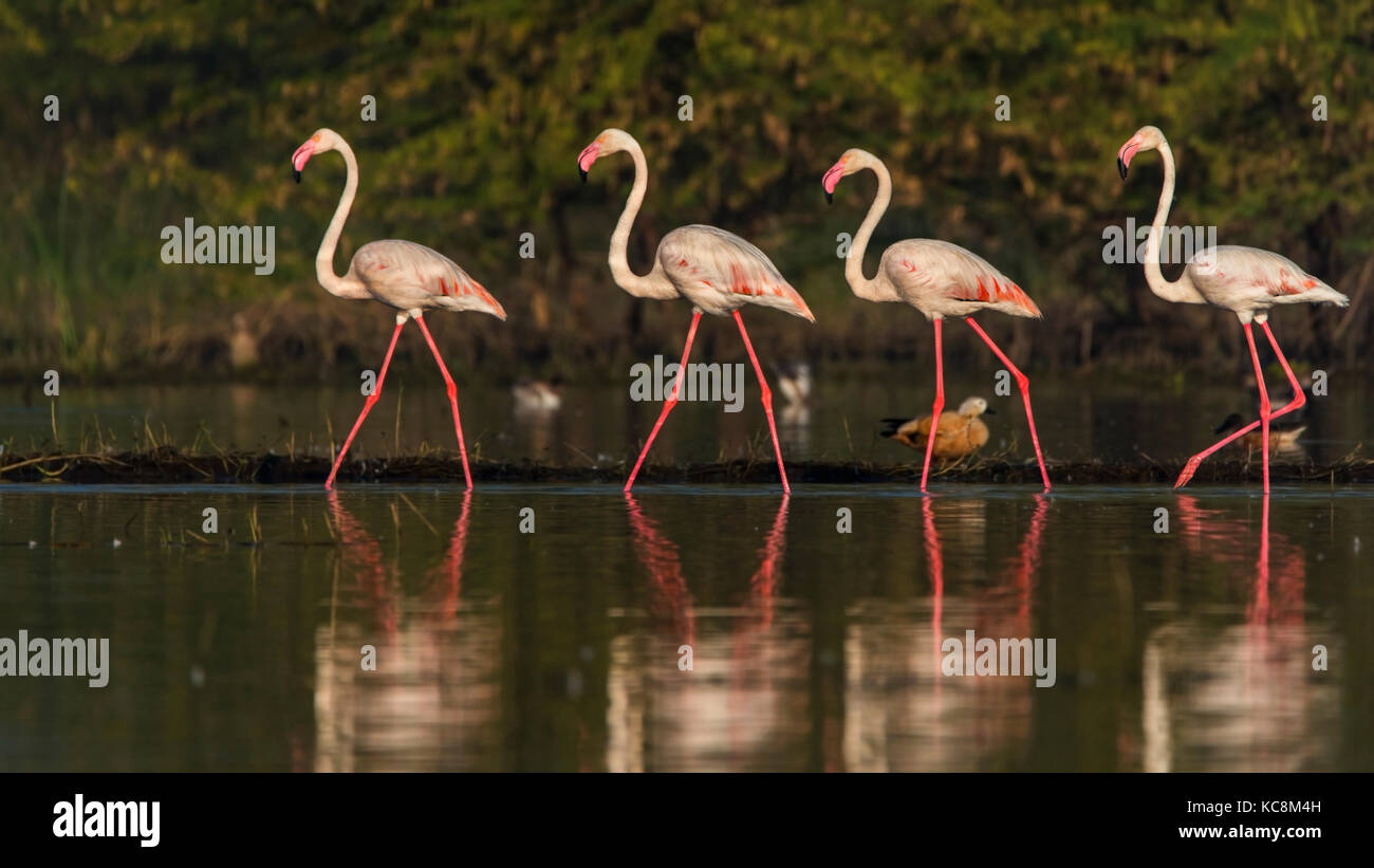 Plus de flamands roses marchant dans un groupe profitant du soleil Banque D'Images