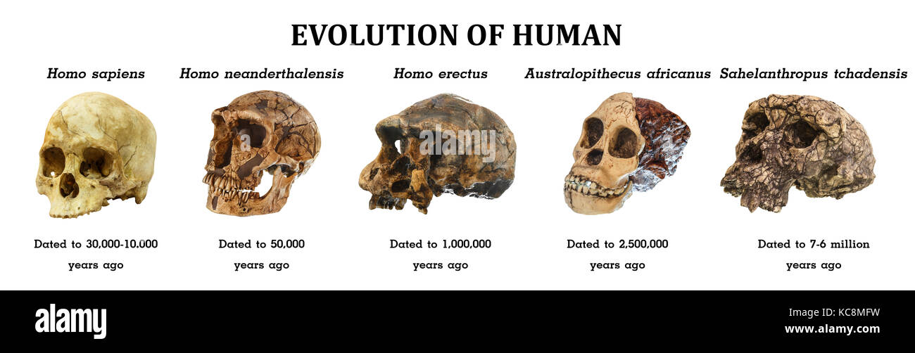 Evolution du crâne humain (Sahelanthropus tchadensis) Australopithecus africanus. Homo erectus . Homo neanderthalensis. Homo sapiens ) . Banque D'Images