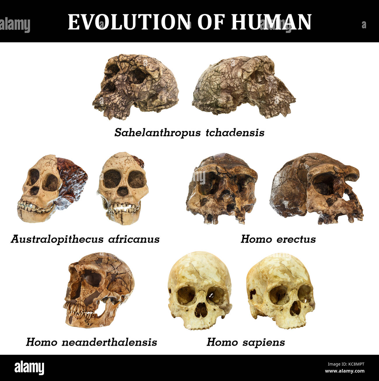 Hominin Fossils Evolution At Milton Barker Blog