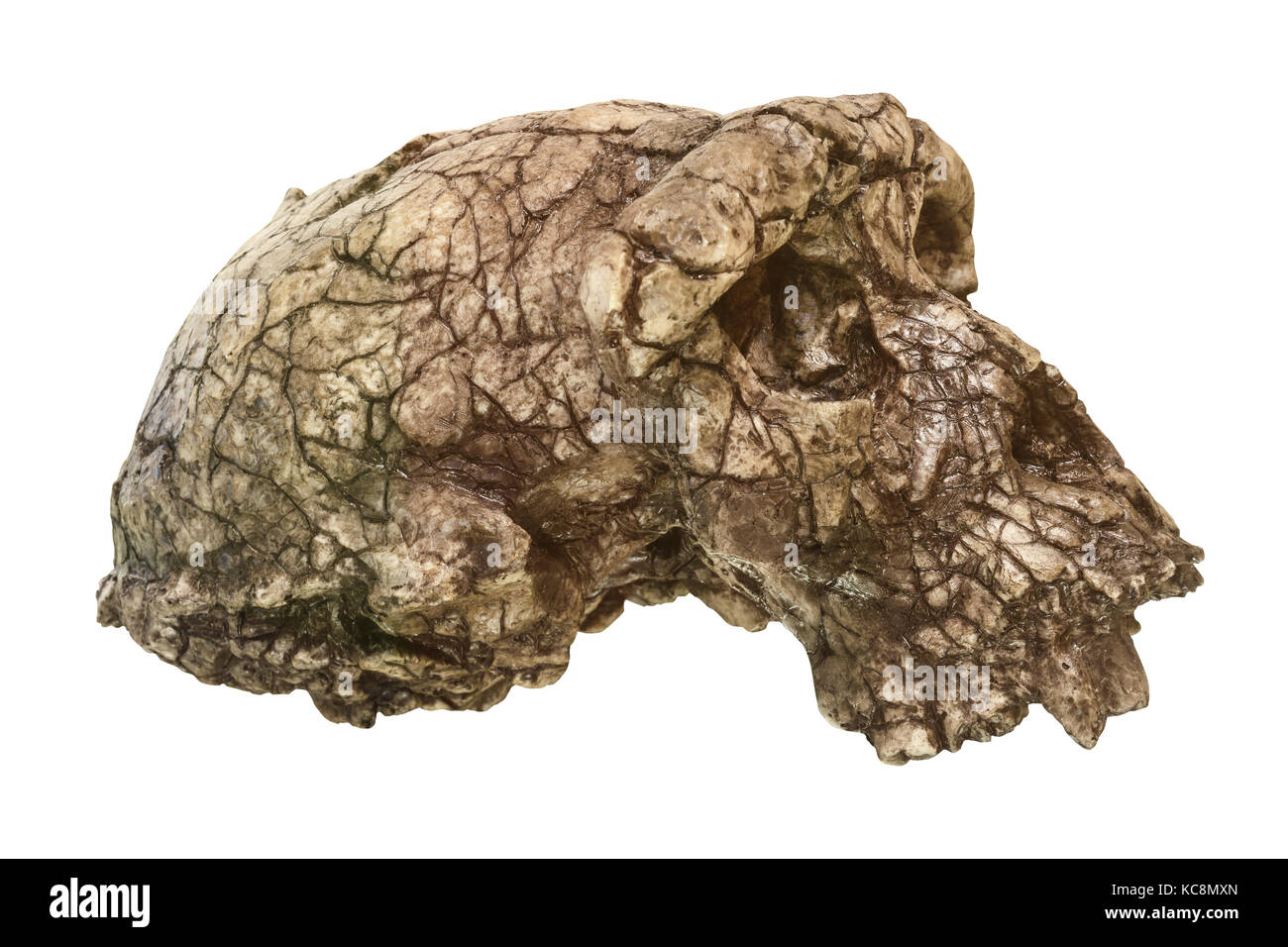 Crâne de Sahelanthropus tchadensis ( Toumai ) . Découvert en 2001 dans le désert de Djurab au nord du Tchad , en afrique centrale . Daté à il y a 7-6 millions d'années . Banque D'Images