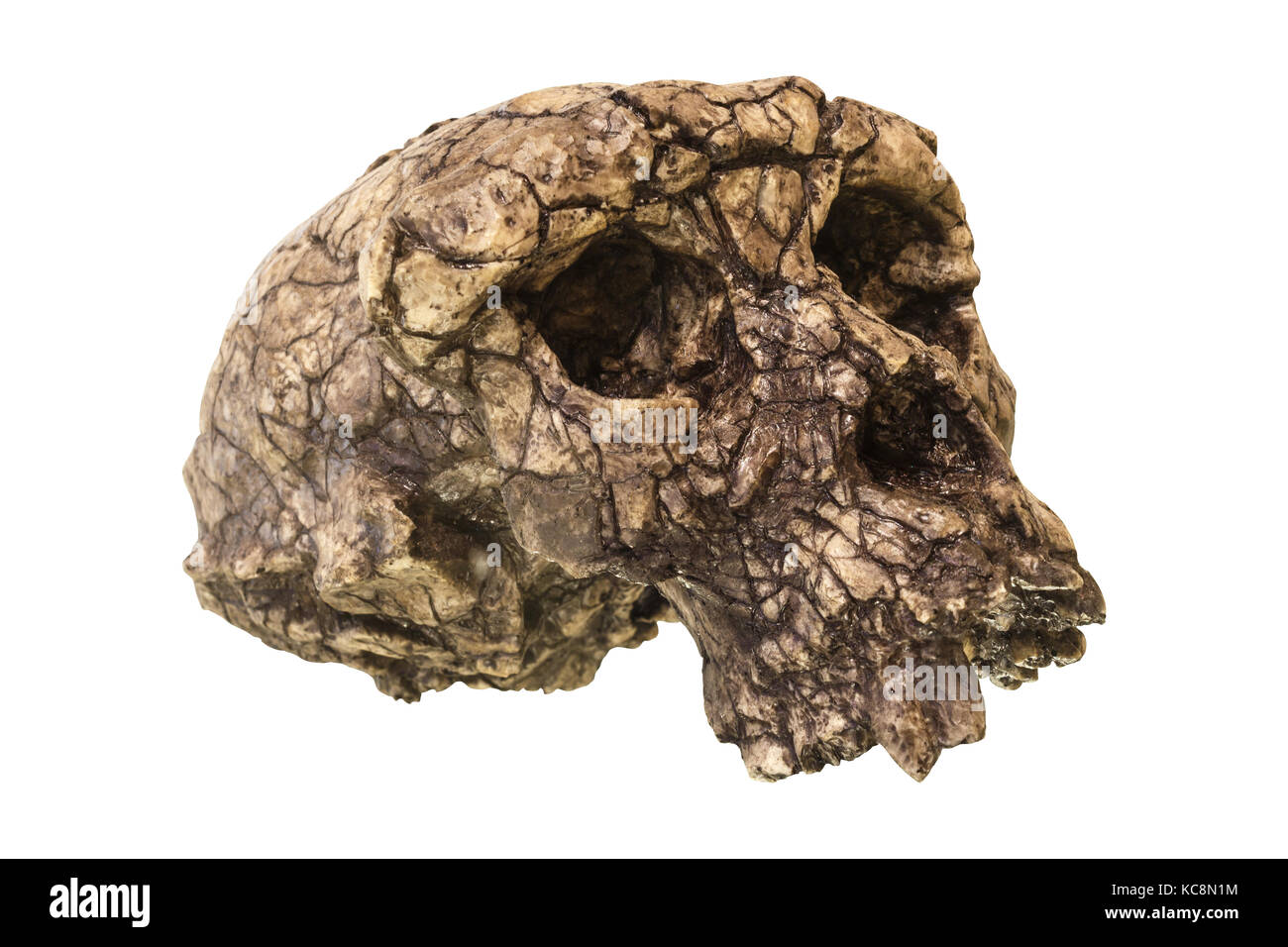 Crâne de Sahelanthropus tchadensis ( Toumai ) . Découvert en 2001 dans le désert de Djurab au nord du Tchad , en afrique centrale . Daté à il y a 7-6 millions d'années . Banque D'Images