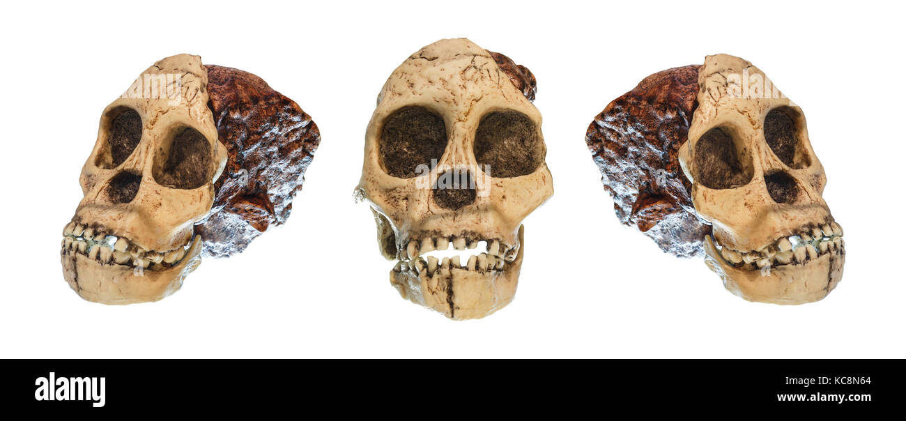 Ensemble d'australopithecus africanus crâne . ( Taung child ) . daté de 2,5 millions d'années . découvert en 1924 dans une carrière de calcaire près de taung villa Banque D'Images