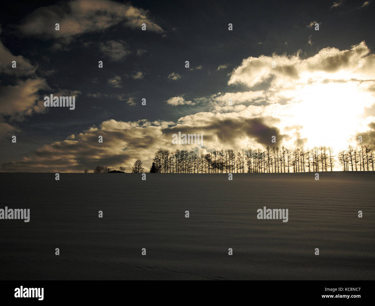 Rangée d'arbres à Seven Hills, Biei pendant l'hiver, Hokkaido, Japon Banque D'Images