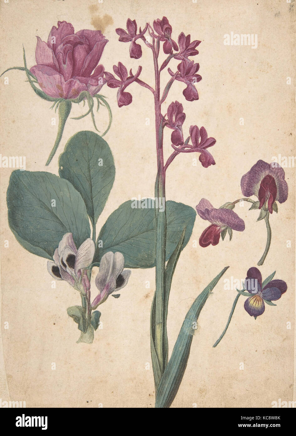Une feuille d'études de fleurs : une rose, un Heartsease, un pois doux, d'un jardin et d'un pois, Lax-flowered Orchid Banque D'Images