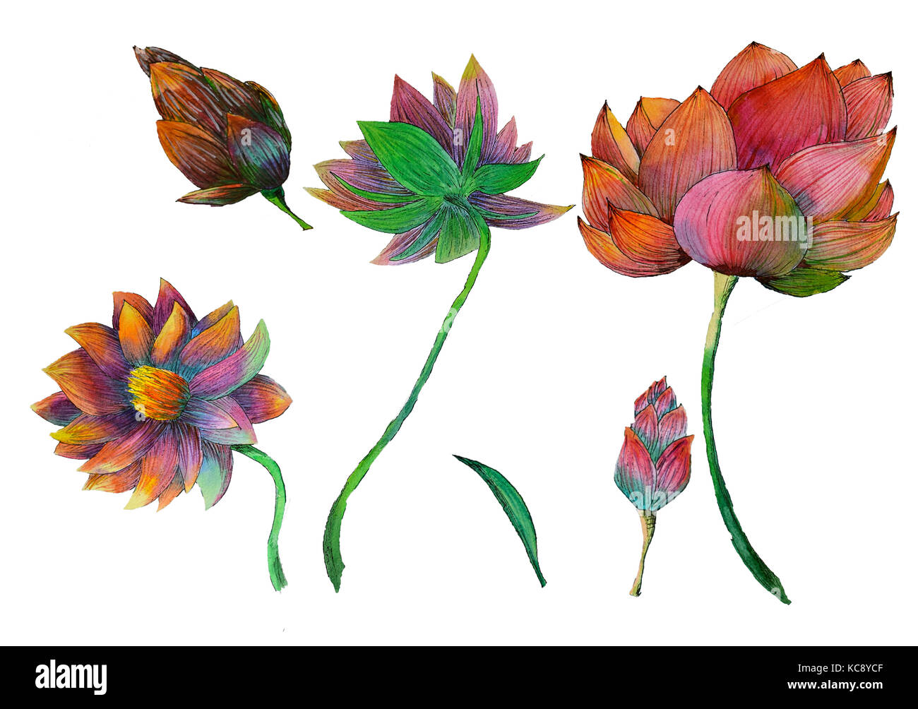 Ensemble de peinture de plantes aquatiques de lotus Banque D'Images