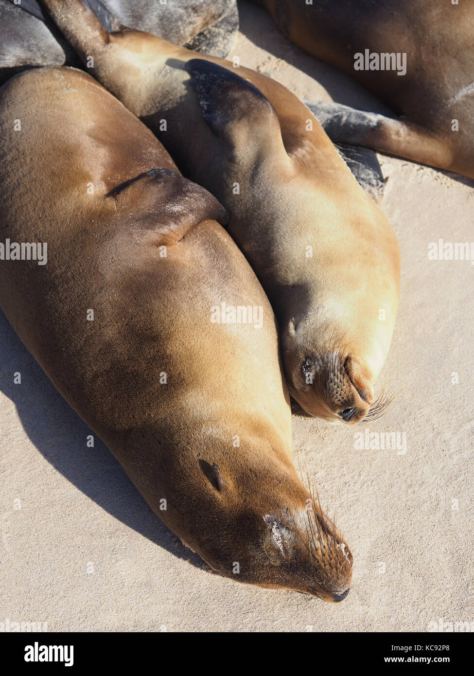 Les phoques de l'île Santa Fe - Galapagos, Equateur Banque D'Images