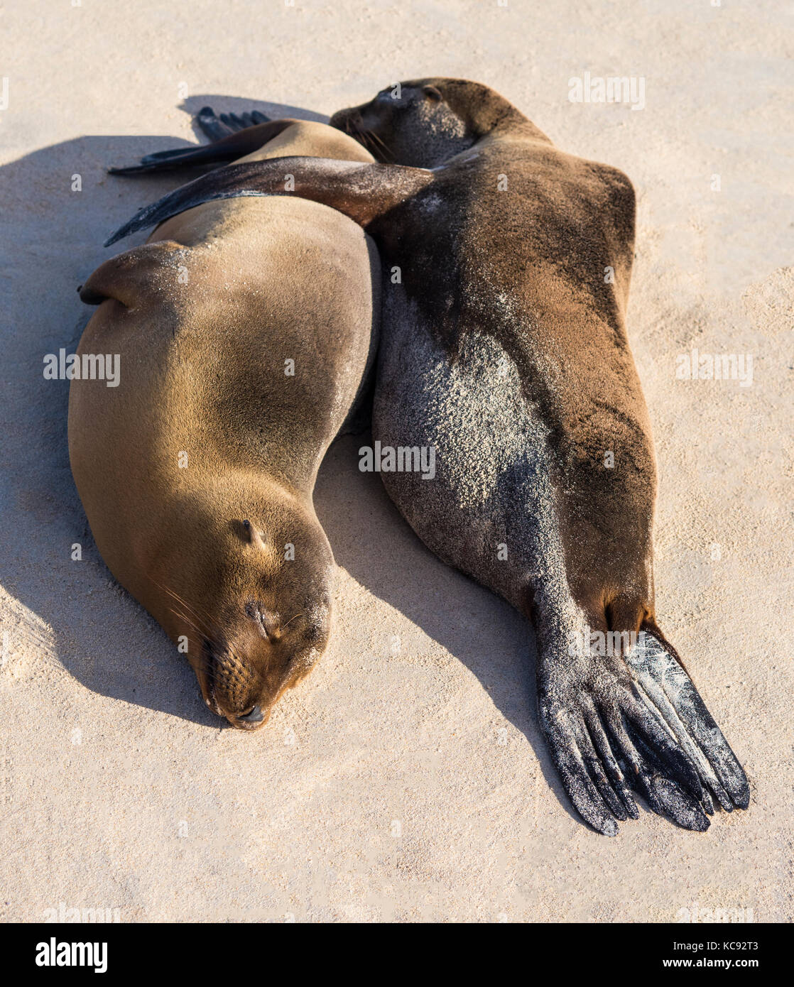 Les phoques de l'île Santa Fe - Galapagos, Equateur Banque D'Images