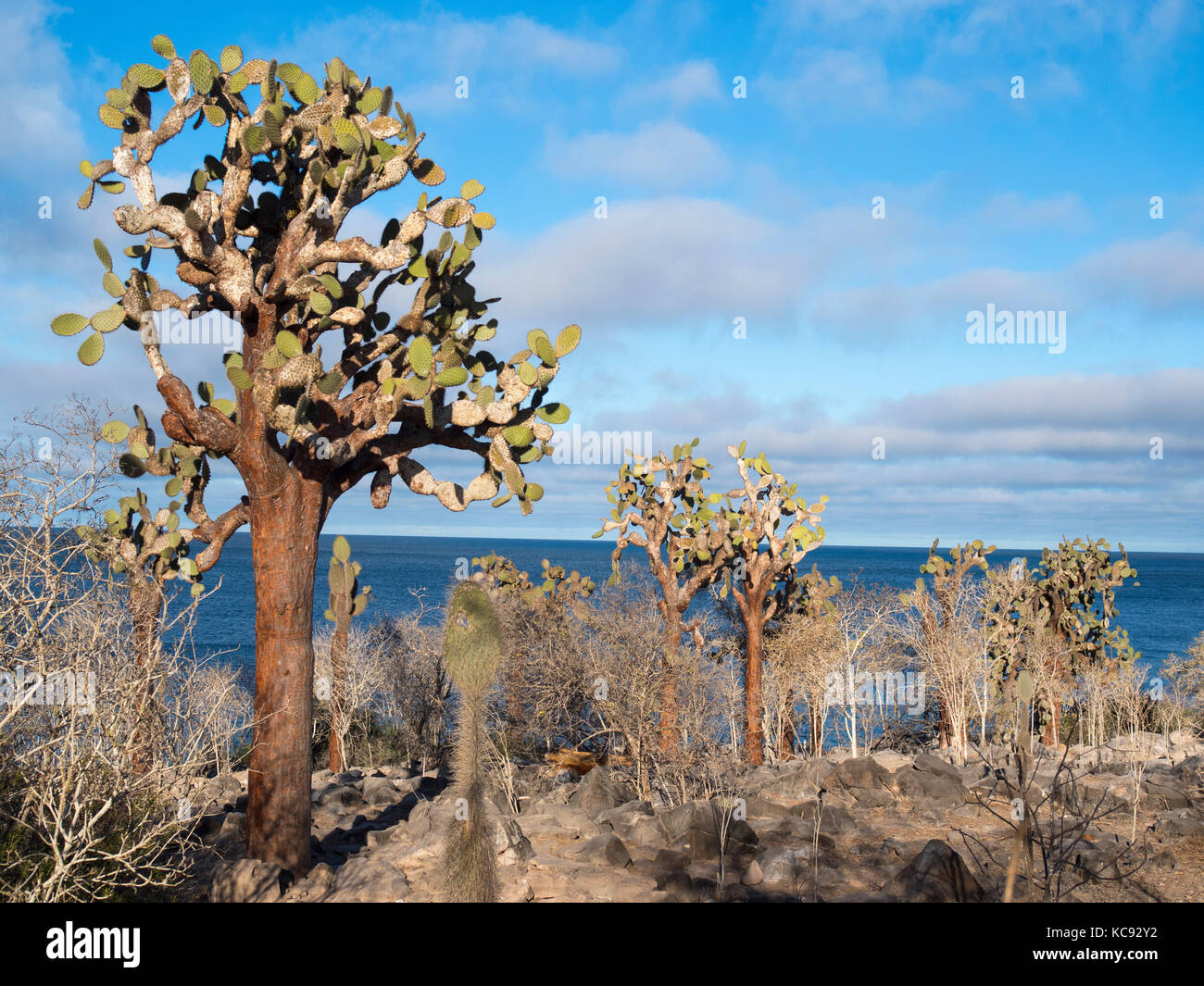 Arbres cactus sur l'île de Santa Fe - Galapagos, Equateur Banque D'Images