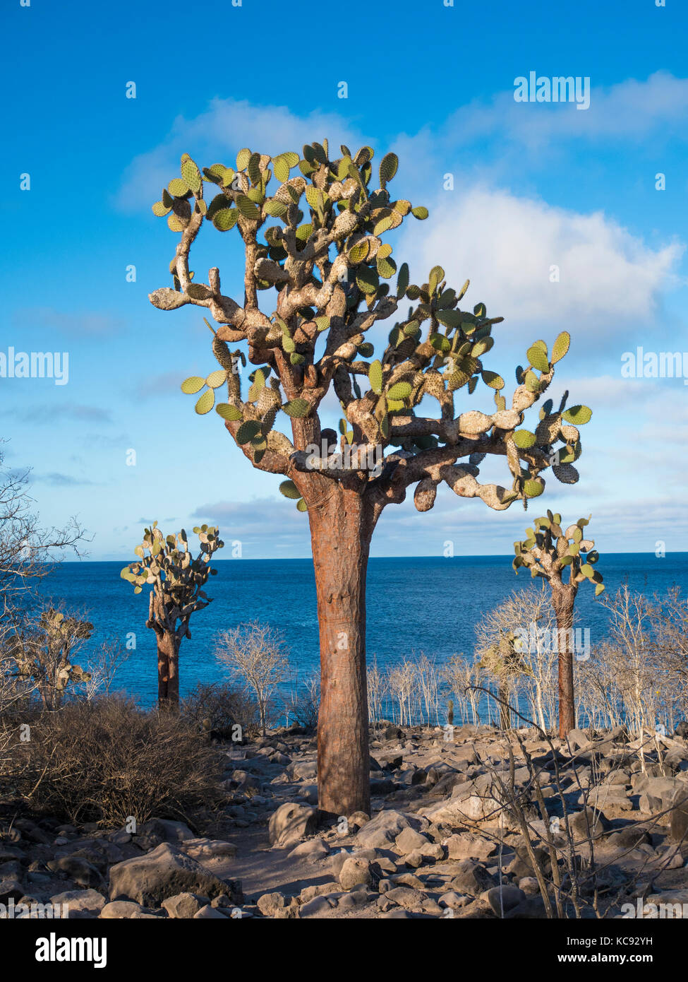 Arbres cactus sur l'île de Santa Fe - Galapagos, Equateur Banque D'Images