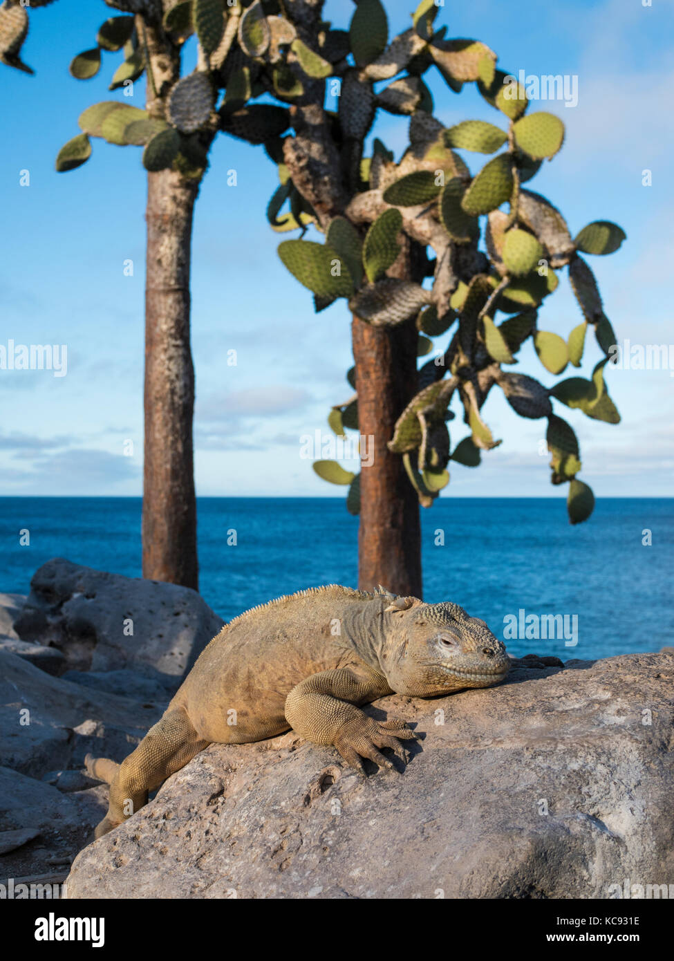 Iguana sur l'île de Santa Fe - Galapagos, Equateur Banque D'Images