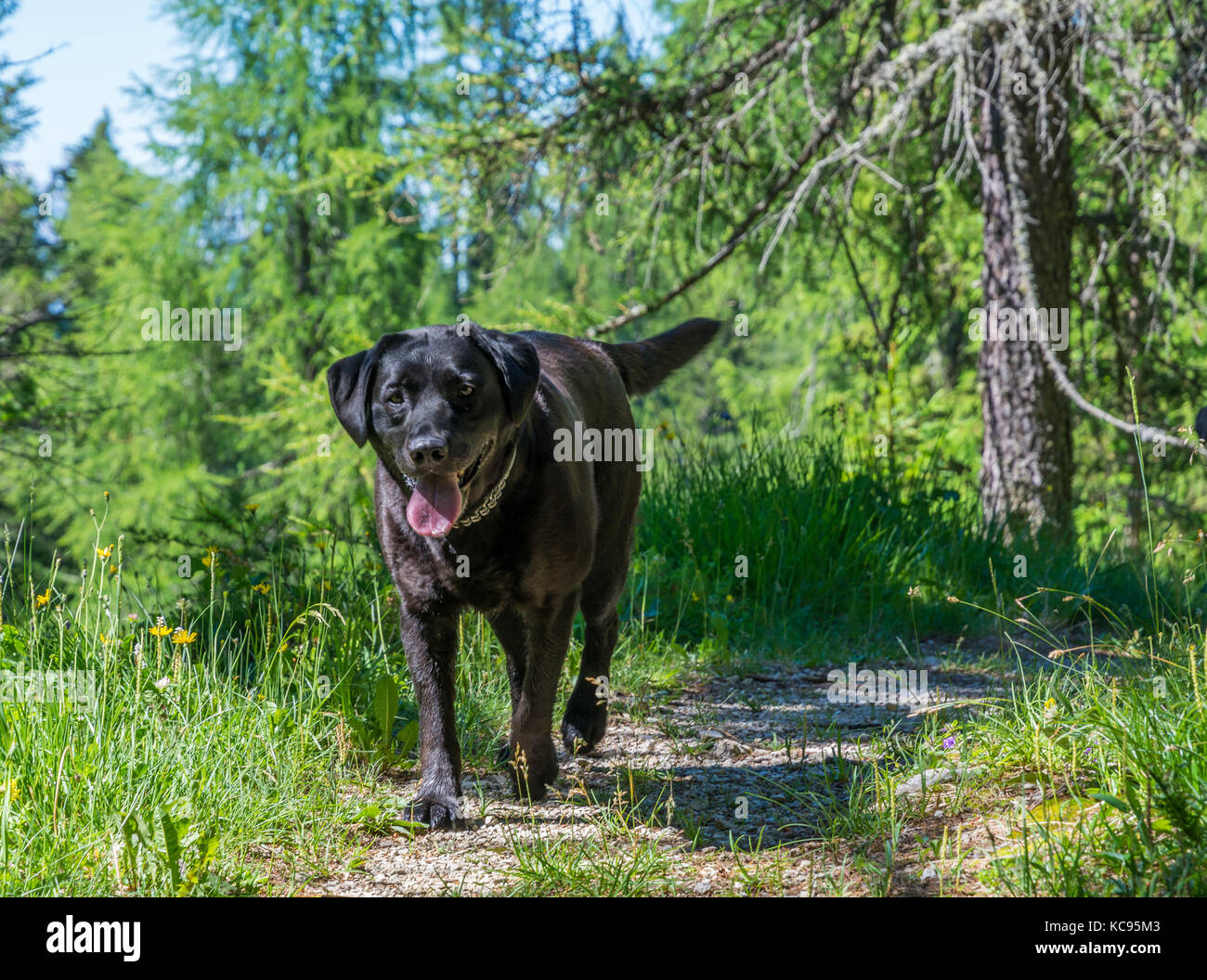 Labrador Retriever chien noir portant sur l'herbe dans les montagnes. Belle grande de vieux chiens Banque D'Images