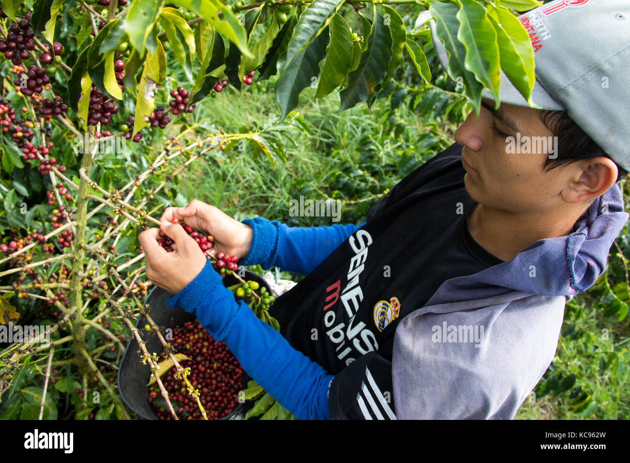 Colombia coffee beans Banque de photographies et d'images à haute  résolution - Alamy