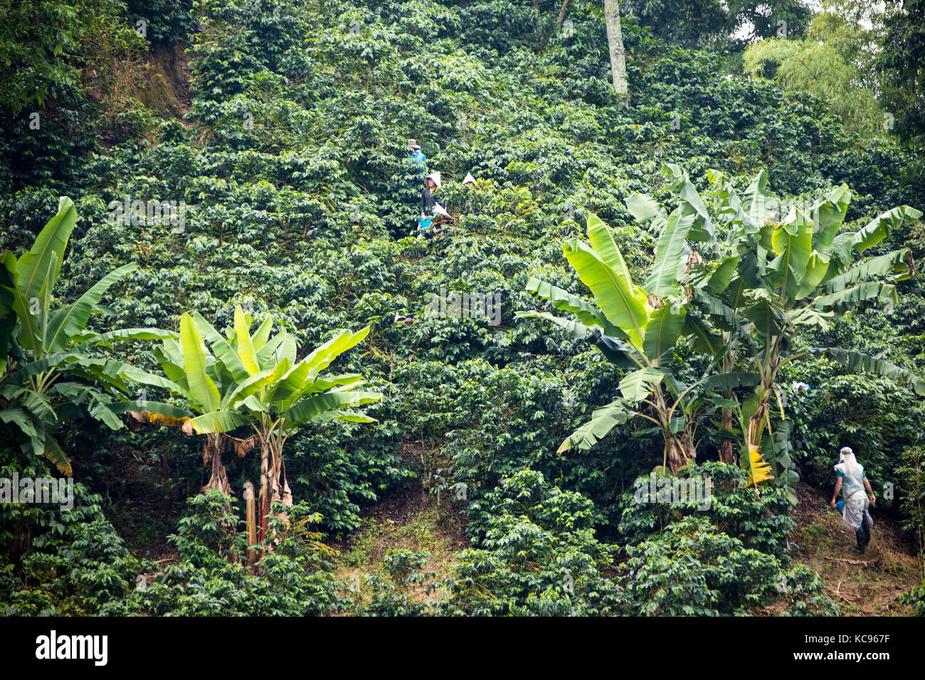 Cueilleur de café ou cafetero Hacienda Venecia Ferme de café, Manizales, Colombie Banque D'Images Cueilleur de café ou cafetero Hacienda Venecia Ferme de café, Manizales, Colombie Banque D'Images