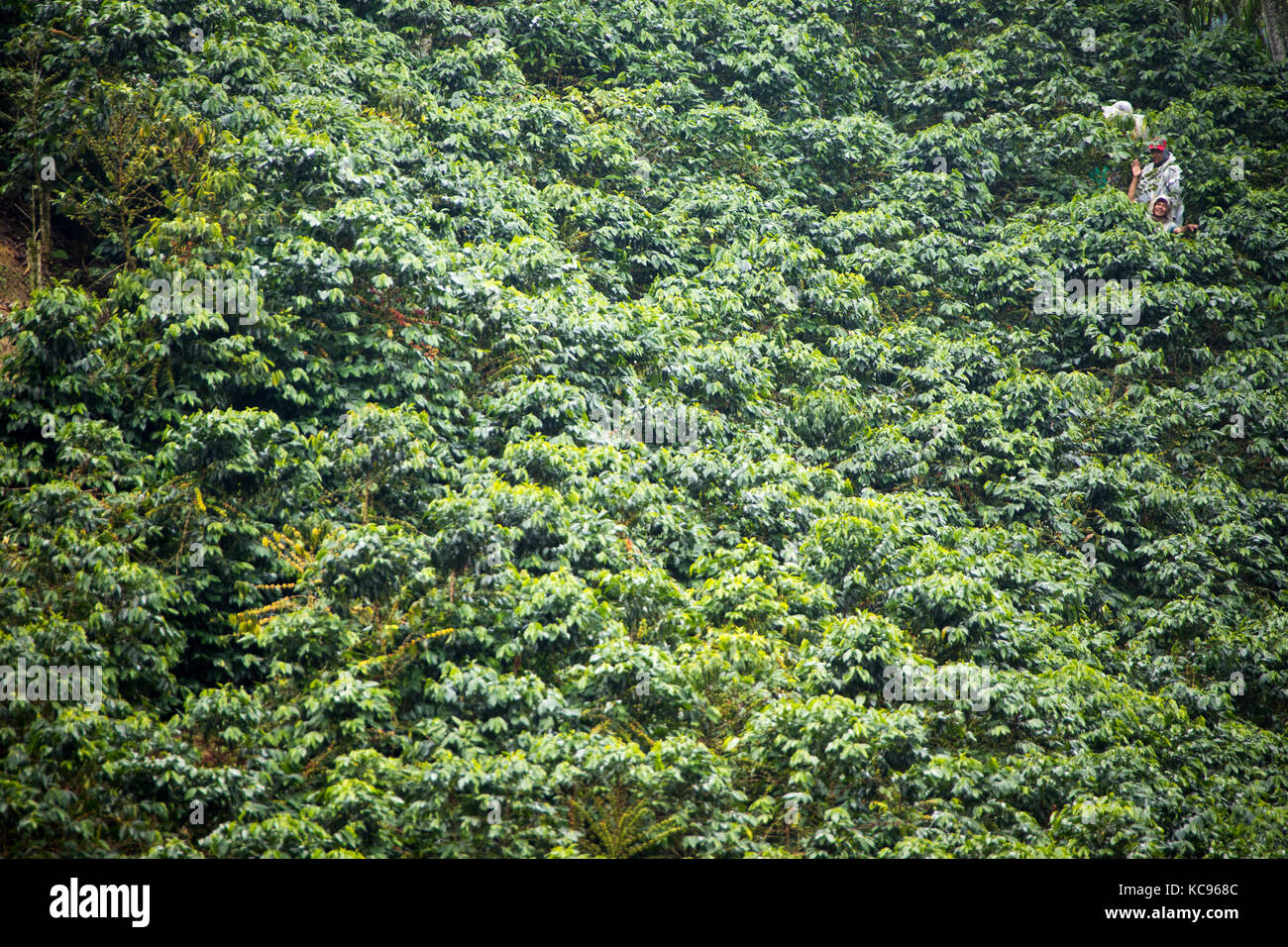 Cueilleur de café ou cafetero Hacienda Venecia Ferme de café, Manizales, Colombie Banque D'Images Cueilleur de café ou cafetero Hacienda Venecia Ferme de café, Manizales, Colombie Banque D'Images