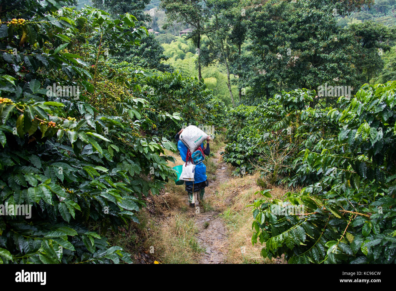 L'exercice de sélection de fèves provenant du domaine, ferme de café Hacienda Venecia, Manizales, Colombie Banque D'Images L'exercice de sélection de fèves provenant du domaine, ferme de café Hacienda Venecia, Manizales, Colombie Banque D'Images
