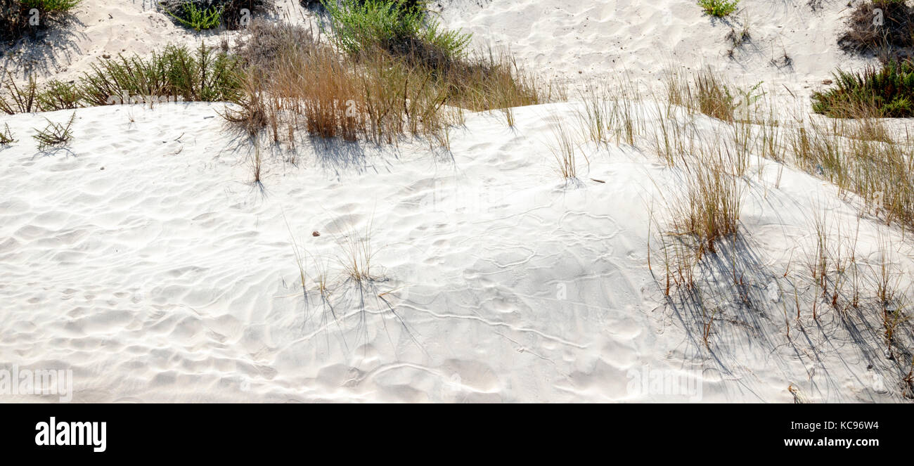 Barkhans de sable blanc avec des traces d'oiseaux et dans Banque D'Images