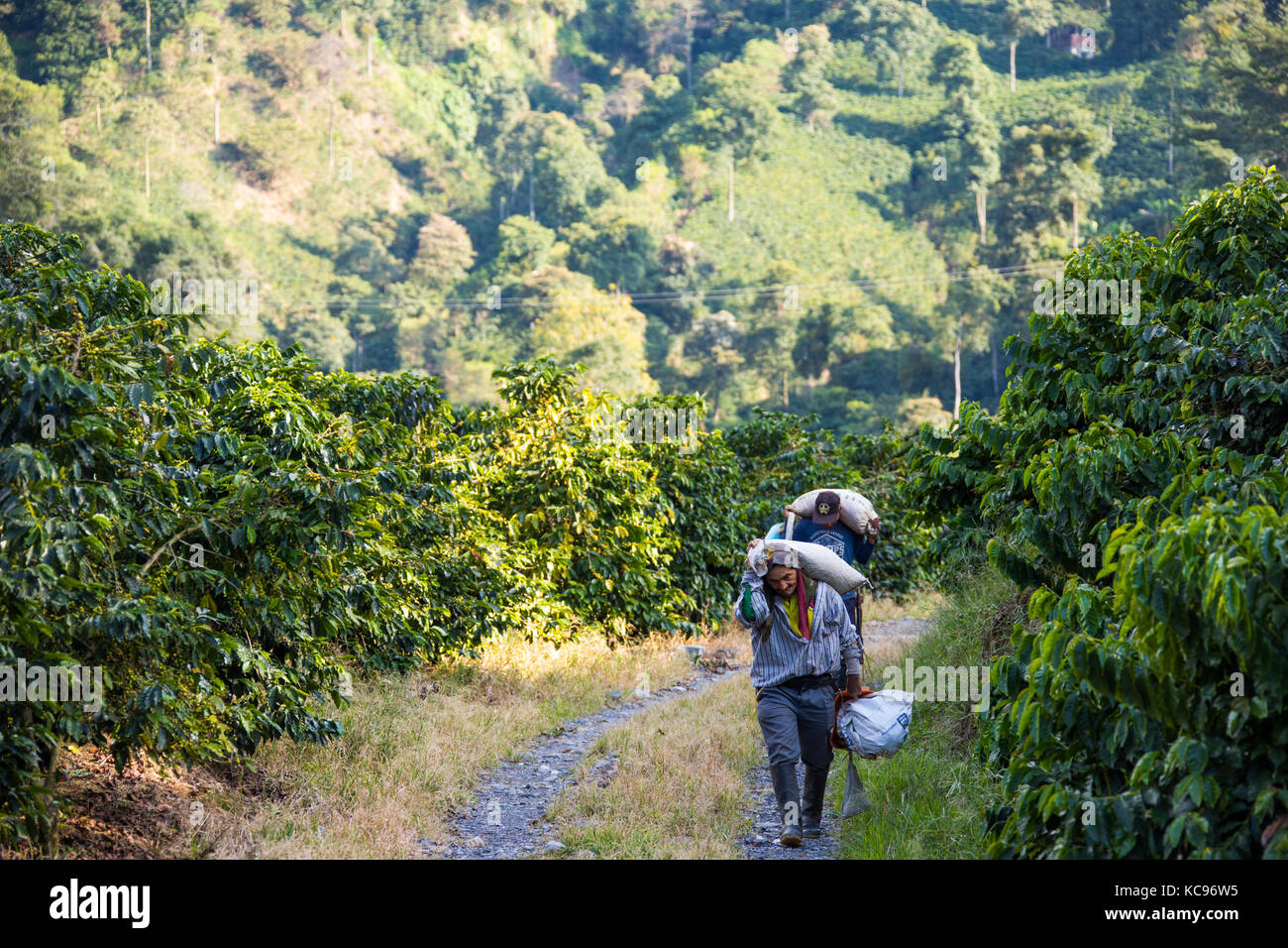 Pickers transportant du champ de haricots, Hacienda Venecia Ferme de café, Manizales, Colombie Banque D'Images