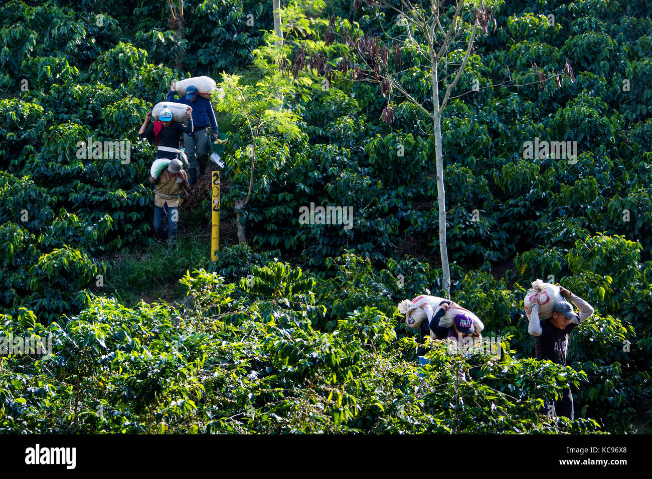 Pickers transportant du champ de haricots, Hacienda Venecia Ferme de café, Manizales, Colombie Banque D'Images Pickers transportant du champ de haricots, Hacienda Venecia Ferme de café, Manizales, Colombie Banque D'Images