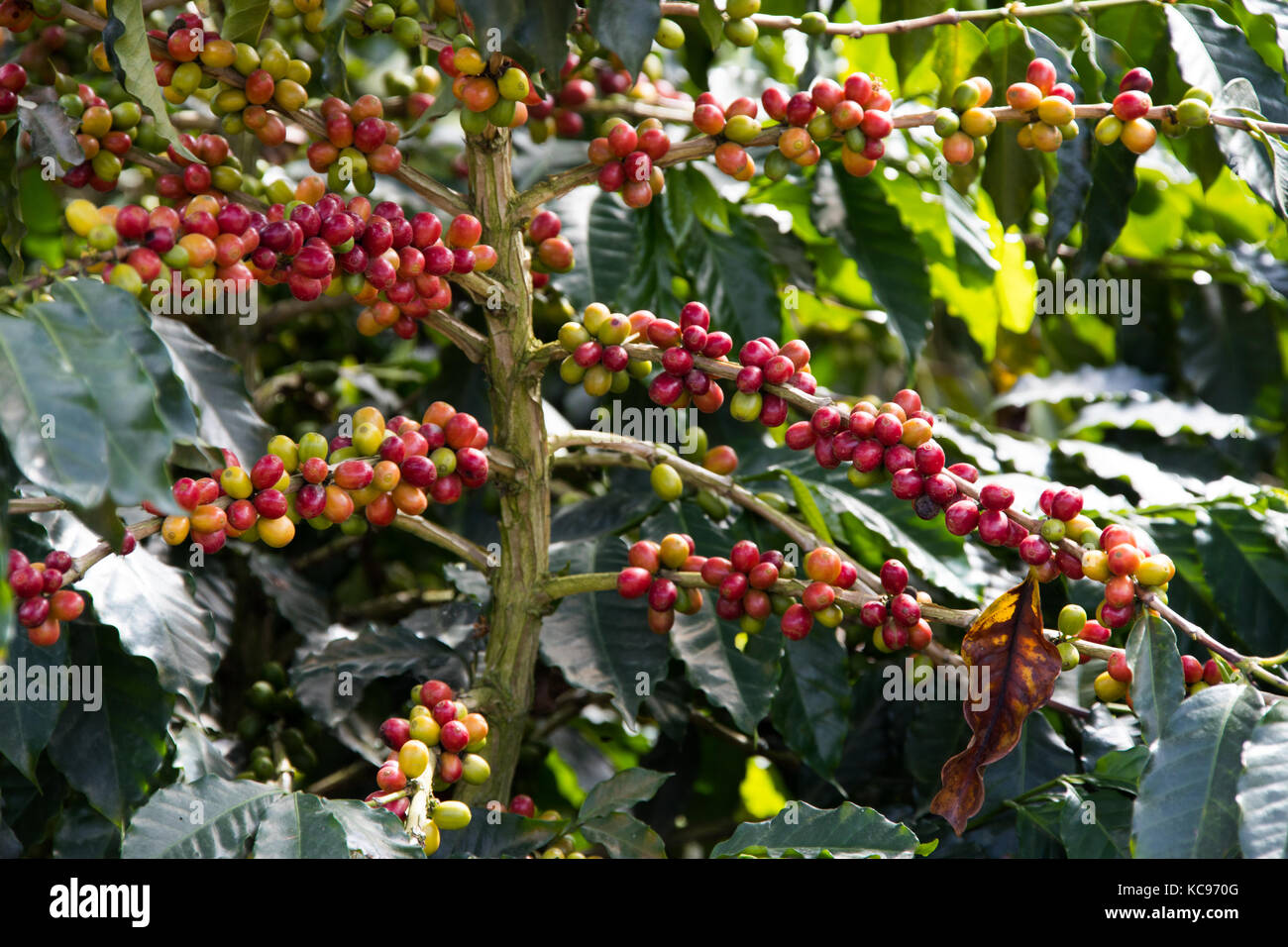 Les cerises de café rouge mûr, ferme de café Hacienda Venecia, Manizales, Colombie Banque D'Images