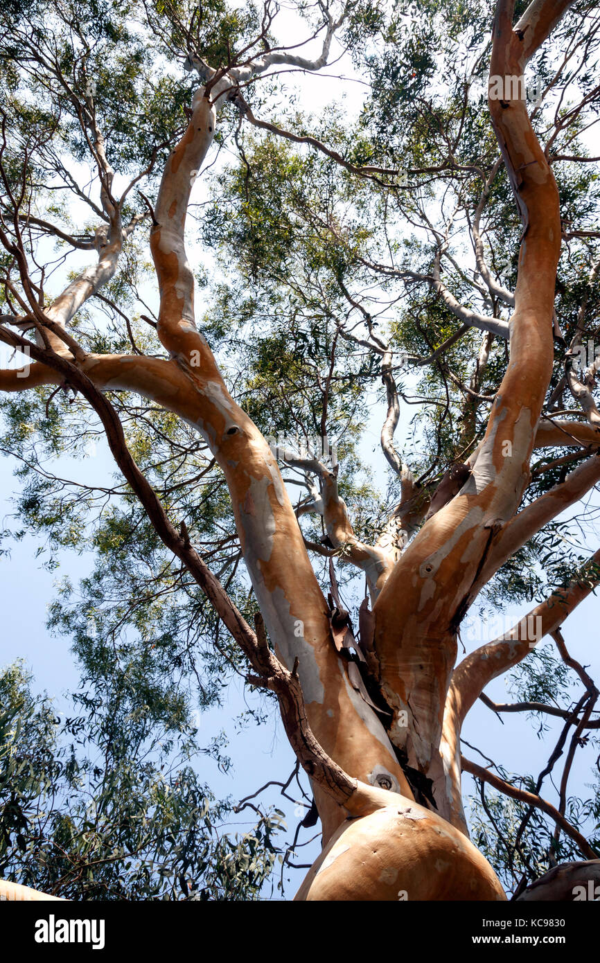Scenic tronc d'eucalyptus Banque D'Images