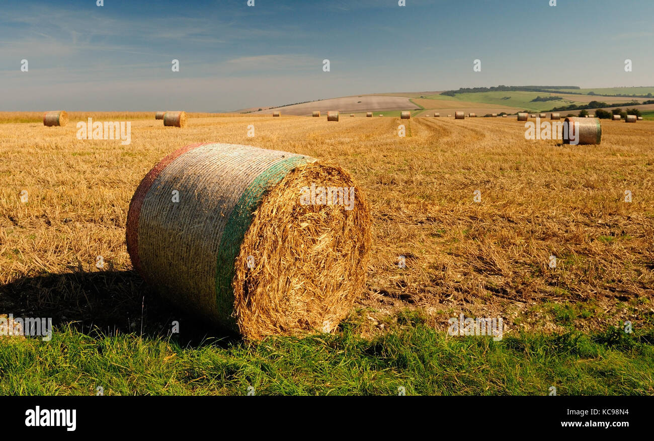 En temps de récolte sur le Wiltshire Downs. Banque D'Images