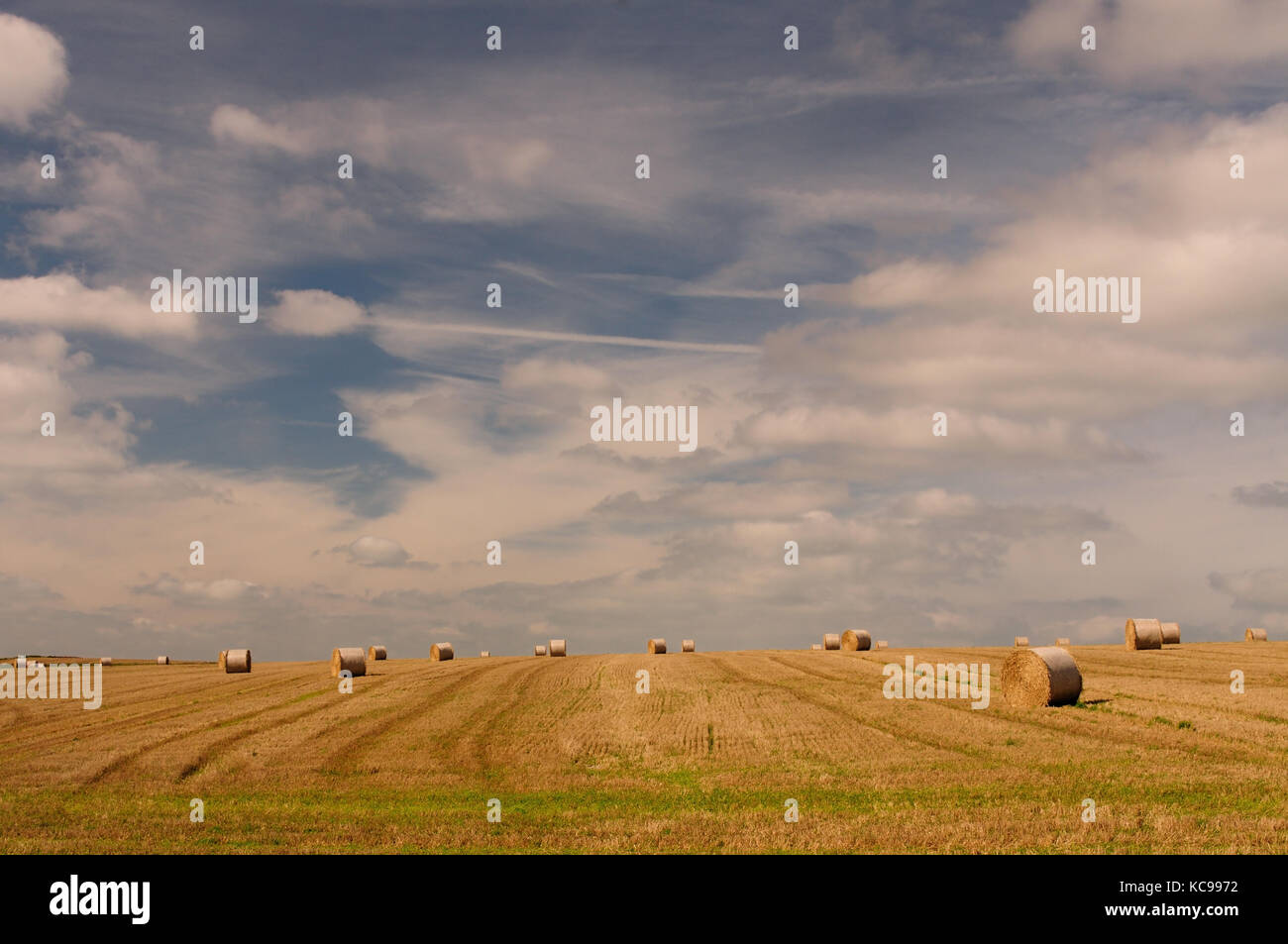 En temps de récolte sur le Wiltshire Downs. Banque D'Images