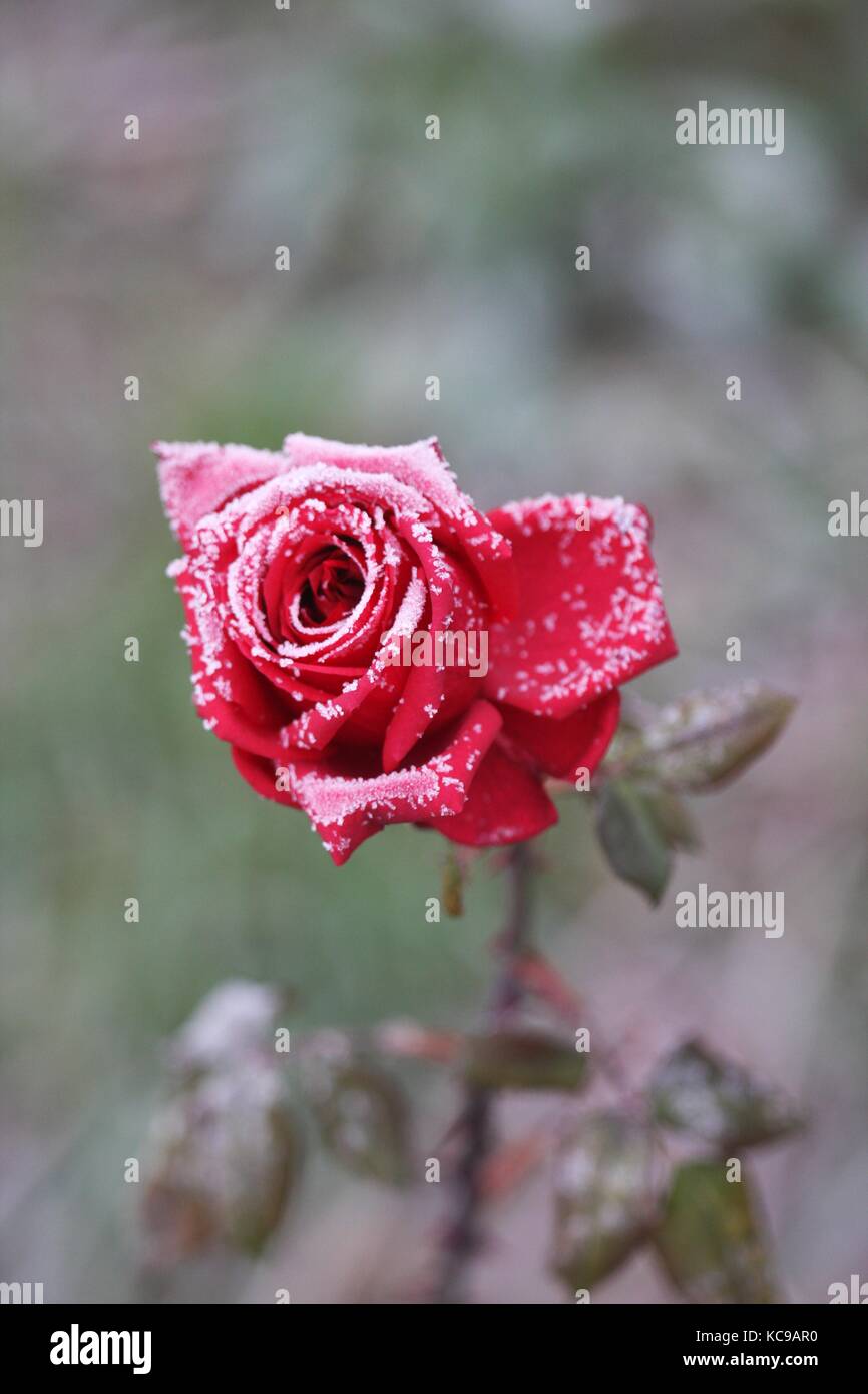Frozen rose rouge dans l'hiver. Banque D'Images