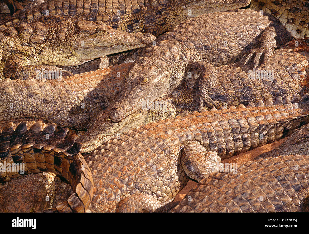 Le Zimbabwe. La faune. Ferme aux crocodiles du Nil. Banque D'Images