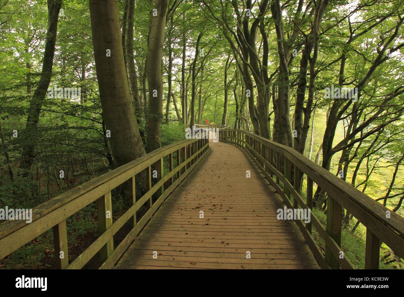 Passerelle de bois menant à travers une forêt de hêtres. Banque D'Images