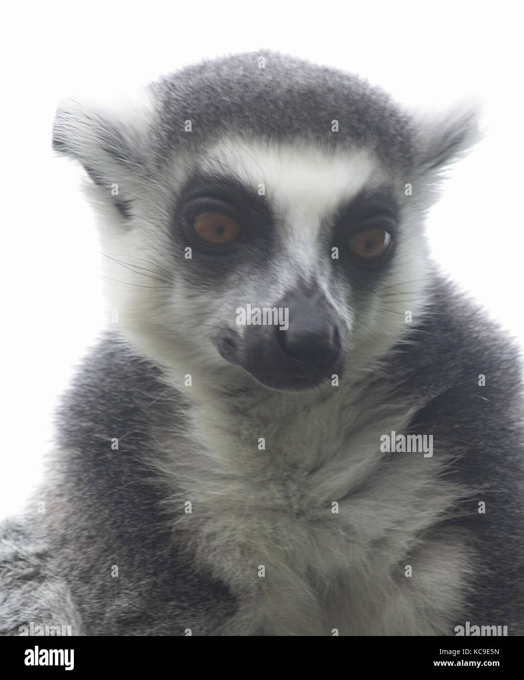 Lemur catta (lemur) (2) Banque D'Images
