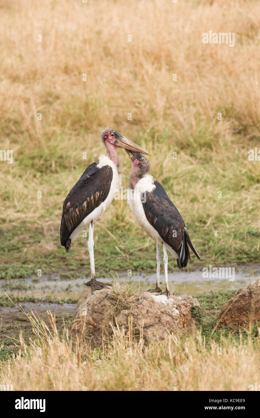 (Cigognes marabout crumenifer Flamant rose (Phoenicopterus ruber) paire debout, Masai Mara Jeu National Park Reserve, Kenya, Afrique de l'Est Banque D'Images