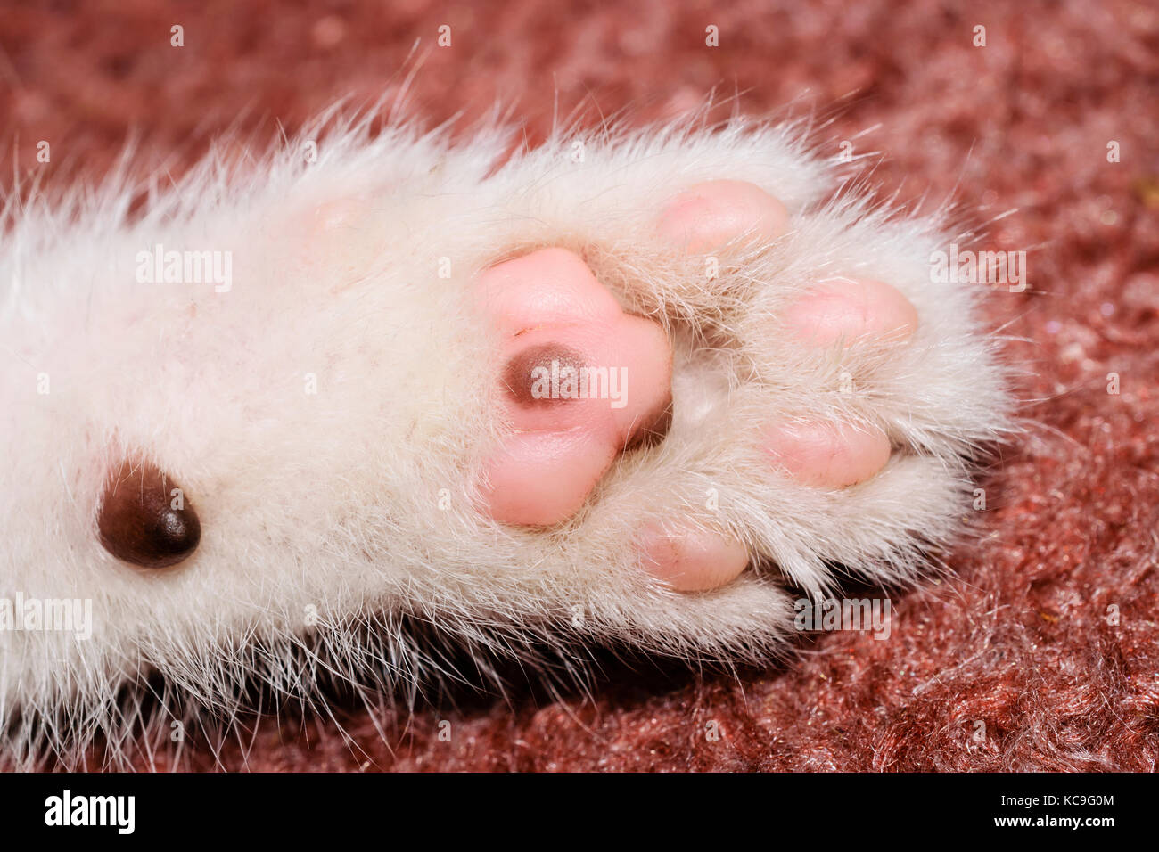 Extreme close-up de la patte d'un chaton blanc Banque D'Images Extreme close-up de la patte d'un chaton blanc Banque D'Images