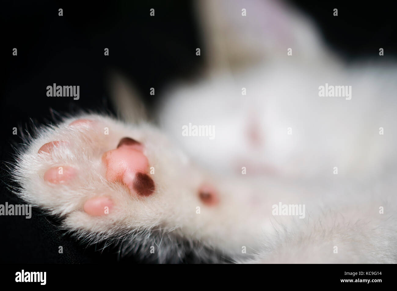 Angle de vue du côté de la patte d'un chaton blanc couchage Banque D'Images Angle de vue du côté de la patte d'un chaton blanc couchage Banque D'Images